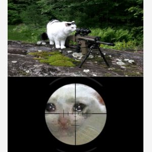 Cat Sniping Crying Cat Template   Pleure Sniping